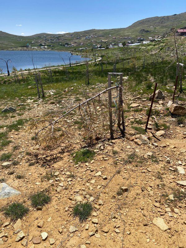 Aydıntepe Yaylası Cami Ve Çevresi Bakımsızlıktan Şikâyet Ediliyor