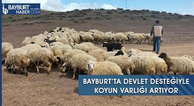 Bayburt’ta Devlet Desteğiyle Koyun Varlığı Artıyor