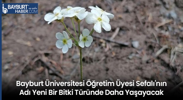 Bayburt Üniversitesi Öğretim Üyesi Sefalı'nın Adı Yeni Bir Bitki Türünde Daha Yaşayacak