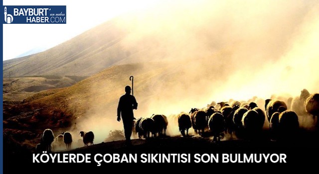 Köylerde Çoban Sıkıntısı Son Bulmuyor