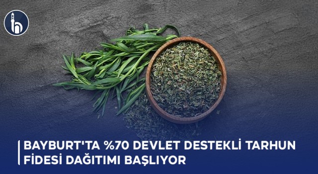 Bayburt'ta %70 Devlet Destekli Tarhun Fidesi Dağıtımı Başlıyor