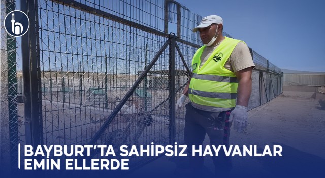 Bayburt’ta Sahipsiz Hayvanlar Emin Ellerde
