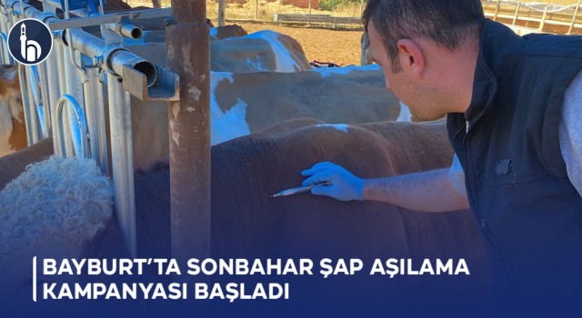 Bayburt’ta Sonbahar Şap Aşılama Kampanyası Başladı