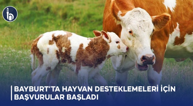 Bayburt’ta Hayvan Desteklemeleri İçin Başvurular Başladı