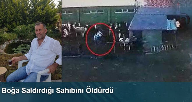 Boğa Saldırdığı Sahibini Öldürdü