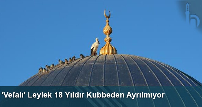 'Vefalı' Leylek 18 Yıldır Kubbeden Ayrılmıyor