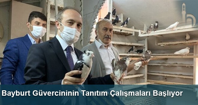 Bayburt Güvercininin Tanıtım Çalışmaları Başlıyor