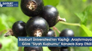 Bayburt Üniversitesi'nin Yaptığı Araştırmaya Göre “Siyah Kuşburnu” Kansere Karşı Etkili