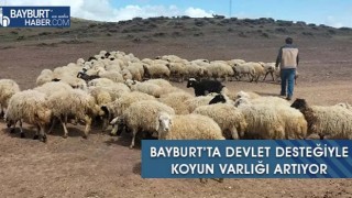 Bayburt’ta Devlet Desteğiyle Koyun Varlığı Artıyor