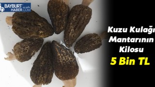 Kuzu Kulağı Mantarının Kilosu 5 Bin TL