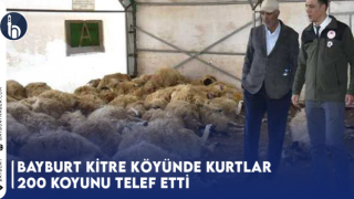 Bayburt Kitre Köyünde Kurtlar 200 Koyunu Telef Etti