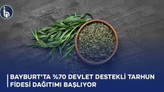 Bayburt'ta %70 Devlet Destekli Tarhun Fidesi Dağıtımı Başlıyor