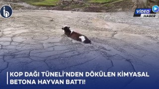 Kop Dağı Tüneli’nden Dökülen Kimyasal Betona Hayvan Battı!