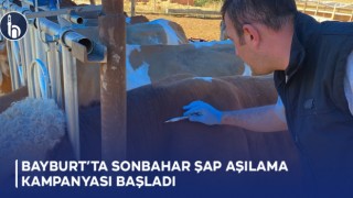 Bayburt’ta Sonbahar Şap Aşılama Kampanyası Başladı