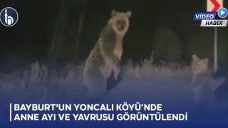 Bayburt'un Yoncalı Köyü’nde Anne Ayı ve Yavrusu Görüntülendi