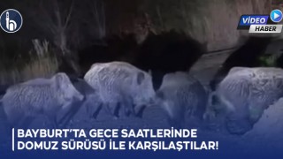 Bayburt’ta Gece Saatlerinde Domuz Sürüsü ile Karşılaştılar!