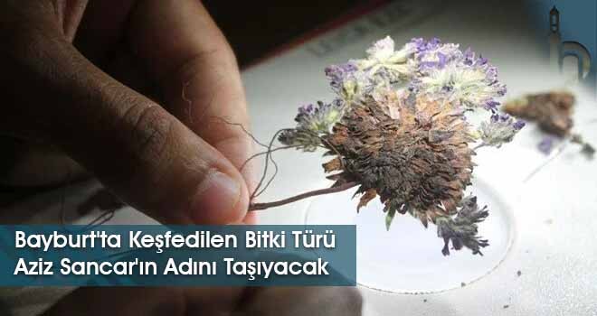 Bayburt'ta Keşfedilen Bitki Türü Aziz Sancar'ın Adını Taşıyacak