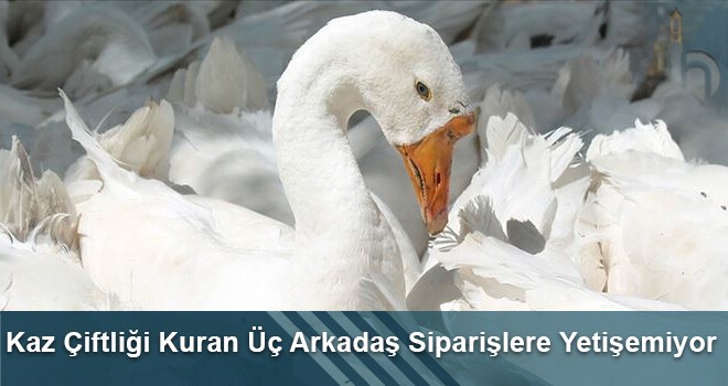 Kaz Çiftliği Kuran Üç Arkadaş Siparişlere Yetişemiyor