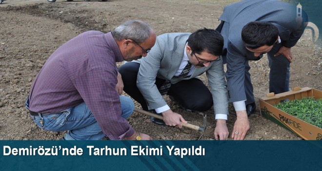 Demirözü’nde Tarhun Ekimi Yapıldı