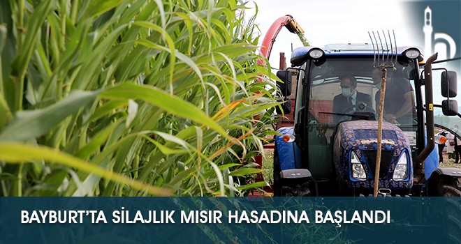 Bayburt’ta Silajlık Mısır Hasadına Başlandı