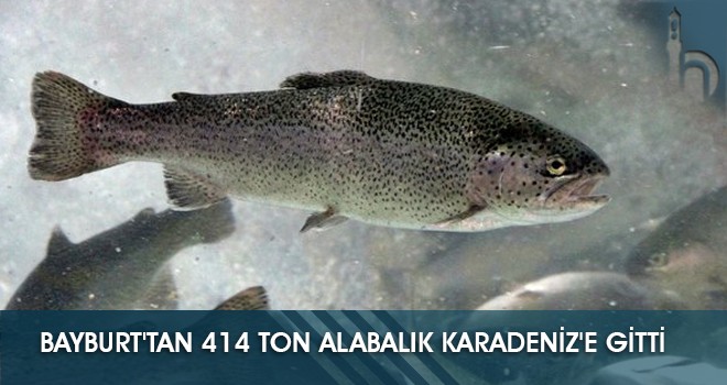 Bayburt'tan 414 Ton Alabalık Karadeniz'e Gitti