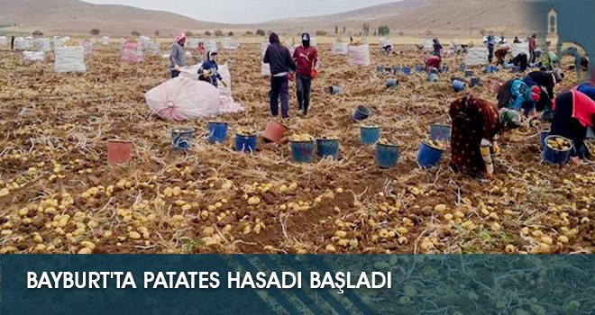 Bayburt'ta Patates Hasadı Başladı