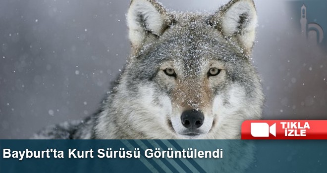 Bayburt'ta Kurt Sürüsü Görüntülendi