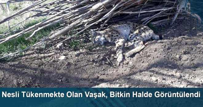 Nesli Tükenmekte Olan Vaşak, Bayburt'ta Bitkin Halde Görüntülendi