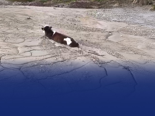 Kop Dağı Tüneli’nden Dökülen Kimyasal Betona Hayvan Battı!