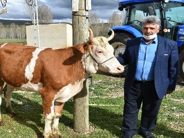 450 Kiloluk Düvesini Bağışladı