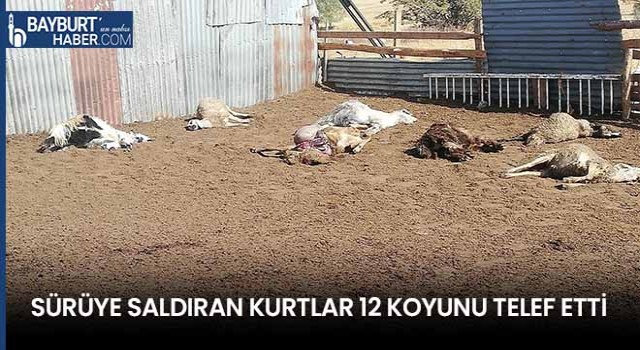 Sürüye Saldıran Kurtlar 12 Koyunu Telef Etti