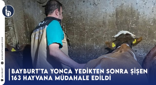 Bayburt'ta Yonca Yedikten Sonra Şişen 163 Hayvana Müdahale Edildi