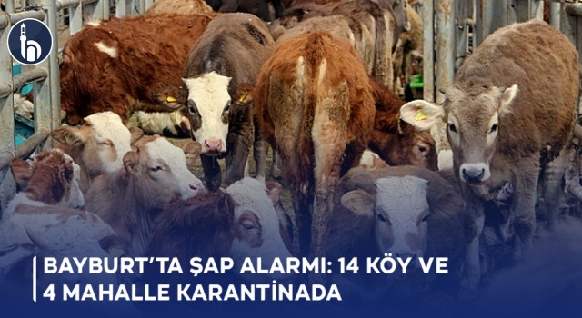 Bayburt’ta Şap Alarmı: 14 Köy ve 4 Mahalle Karantinada