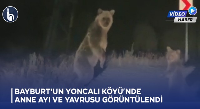 Bayburt'un Yoncalı Köyü’nde Anne Ayı ve Yavrusu Görüntülendi