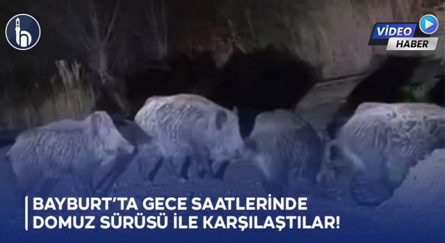 Bayburt’ta Gece Saatlerinde Domuz Sürüsü ile Karşılaştılar!