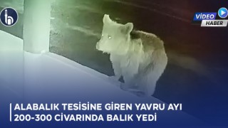 Bayburt'ta Alabalık Tesisine Giren Yavru Ayı 200-300 Civarında Balık Yedi!